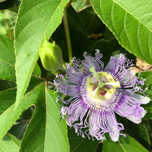 Passion Flower Seeds (Passiflora incarnata) 30 Seeds (1 grams) - Organic