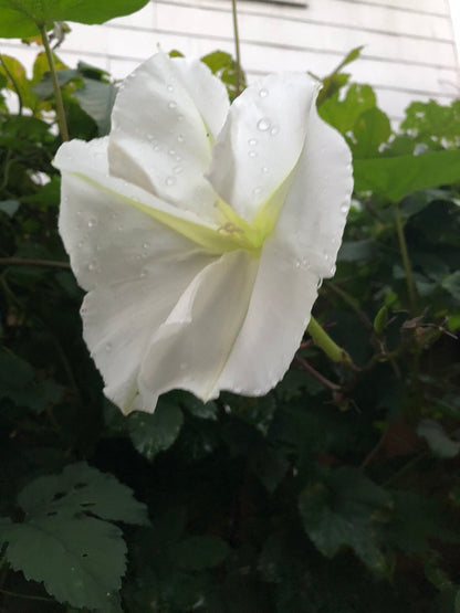 Moon flower blossom
