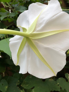 Moon flower blossom
