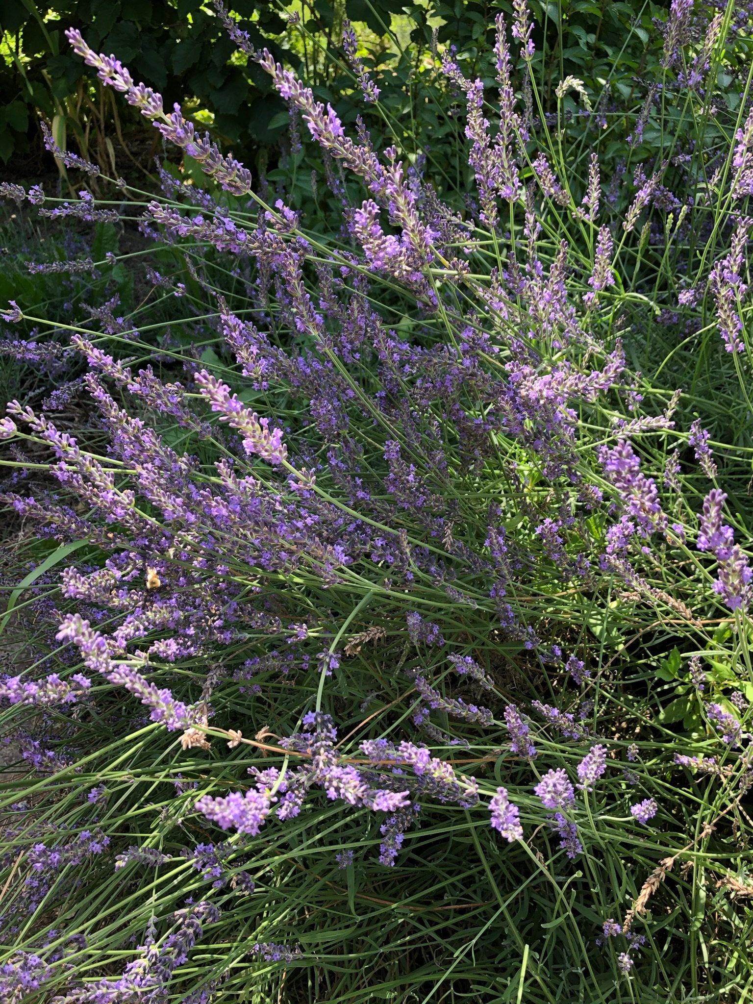 lavender oil plants Lavender Skin Oil