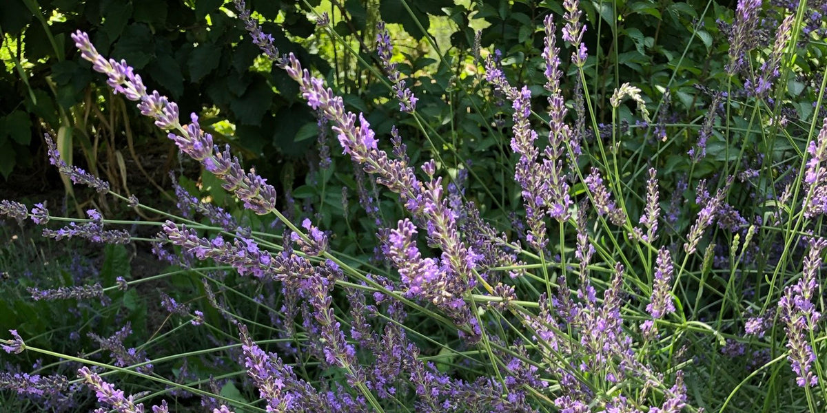 Lavender – The Plant and its Use in Skin Care