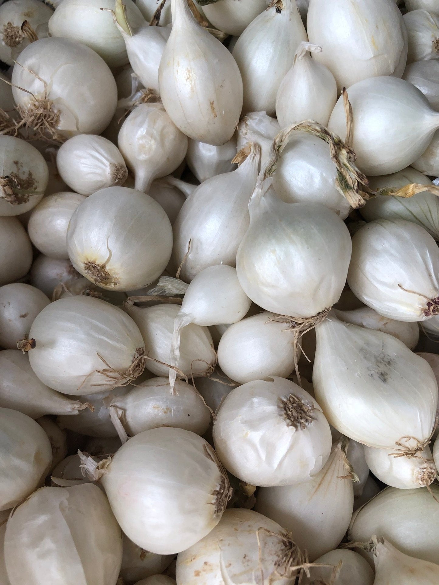 Onion Sets, White - 50 Onion Sets for Planting
