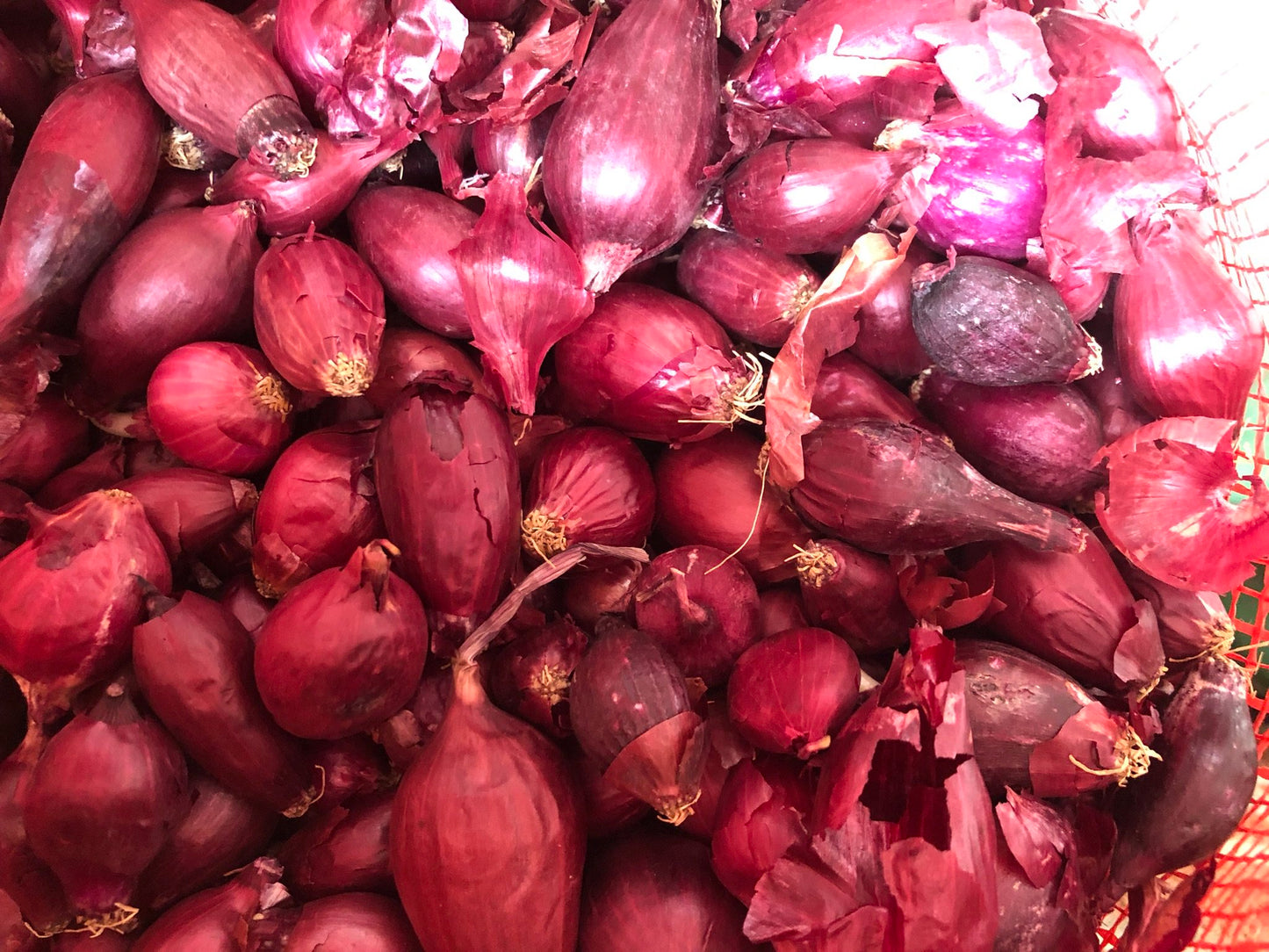Onion Sets, Red - 50 Onion Sets for Planting