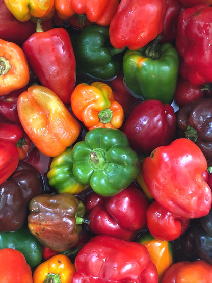 California Wonder Pepper Seeds (Capsicum annuum) 100 Seeds (1 grams) - Organic Sweet Pepper Seeds