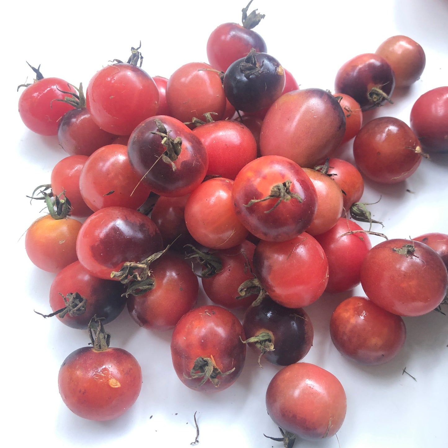 Blueberry Cherry Tomato Seeds (Solanum lycopersicum) - 0.5 grams, 150 seeds