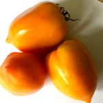 Pointy Goldfish Tomato Seeds (Solanum lycopersicum) - 0.5 grams, 150 seeds