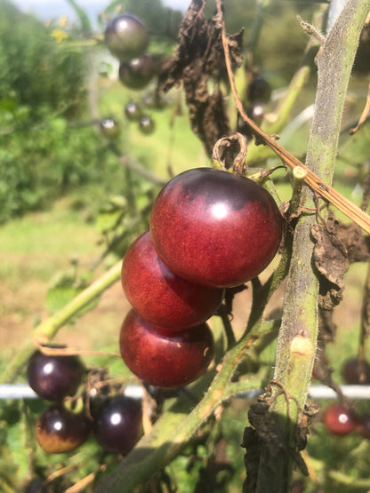 Blueberry Cherry Tomato Seeds (Solanum lycopersicum) - 0.5 grams, 150 seeds