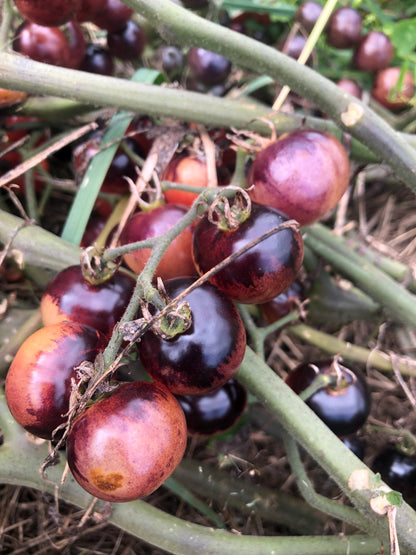 Blueberry Cherry Tomato Seeds (Solanum lycopersicum) - 0.5 grams, 150 seeds