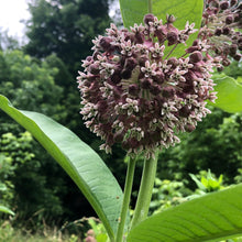 Milkweed, common Seeds (Asclepias syriaca L) 100 Seeds (1 grams) - Organic