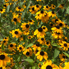 Brown-eyed Susan Seeds (Rudbeckia triloba) 1000 Seeds (0.5 grams)