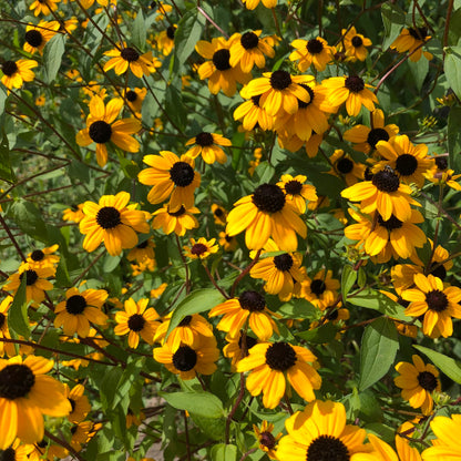 Browneyed Susan Seeds (Rudbeckia triloba) 1000 Seeds (0.5 grams) - Organic
