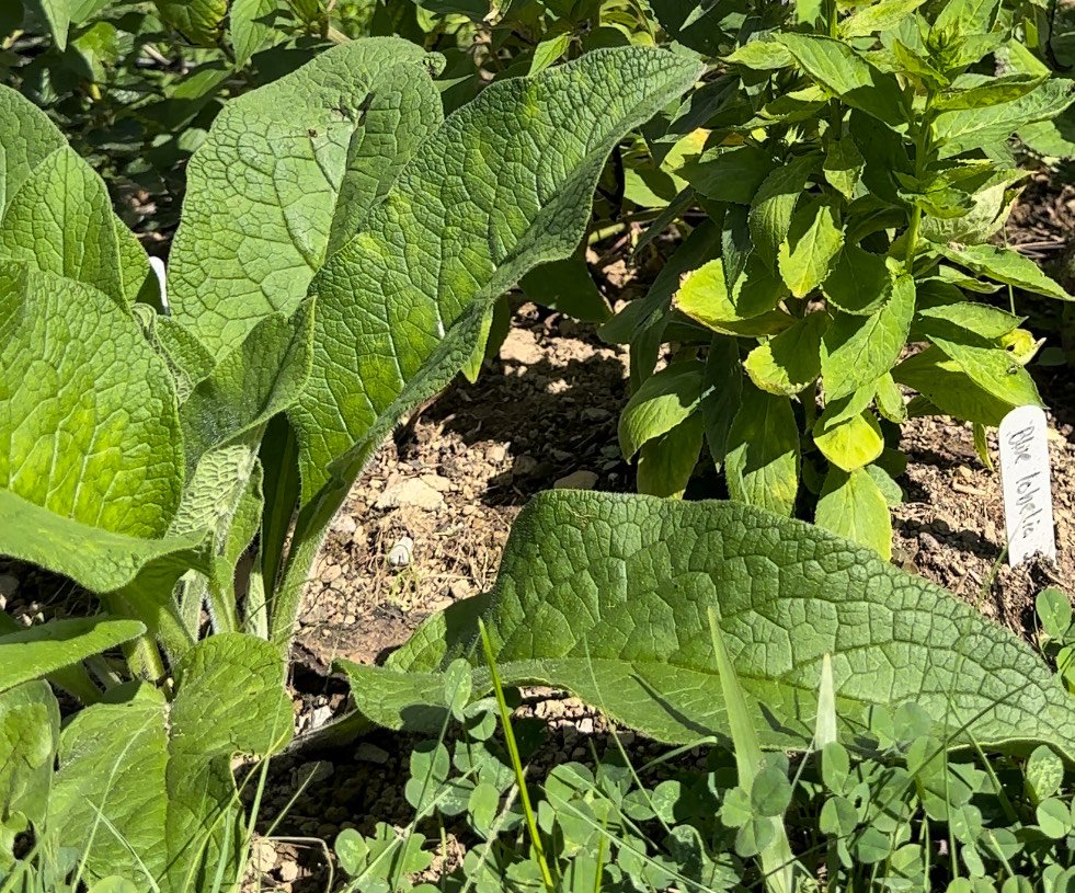 comfrey plant seeds for sale Comfrey Salve - 1 oz