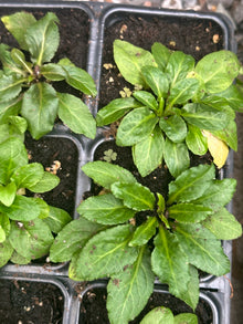 Cardinal Flower Plant (Lobelia cardinalis) Live Plant in 2.5 inch Pot - Scarlet Lobelia, Great Lobelia - Organic