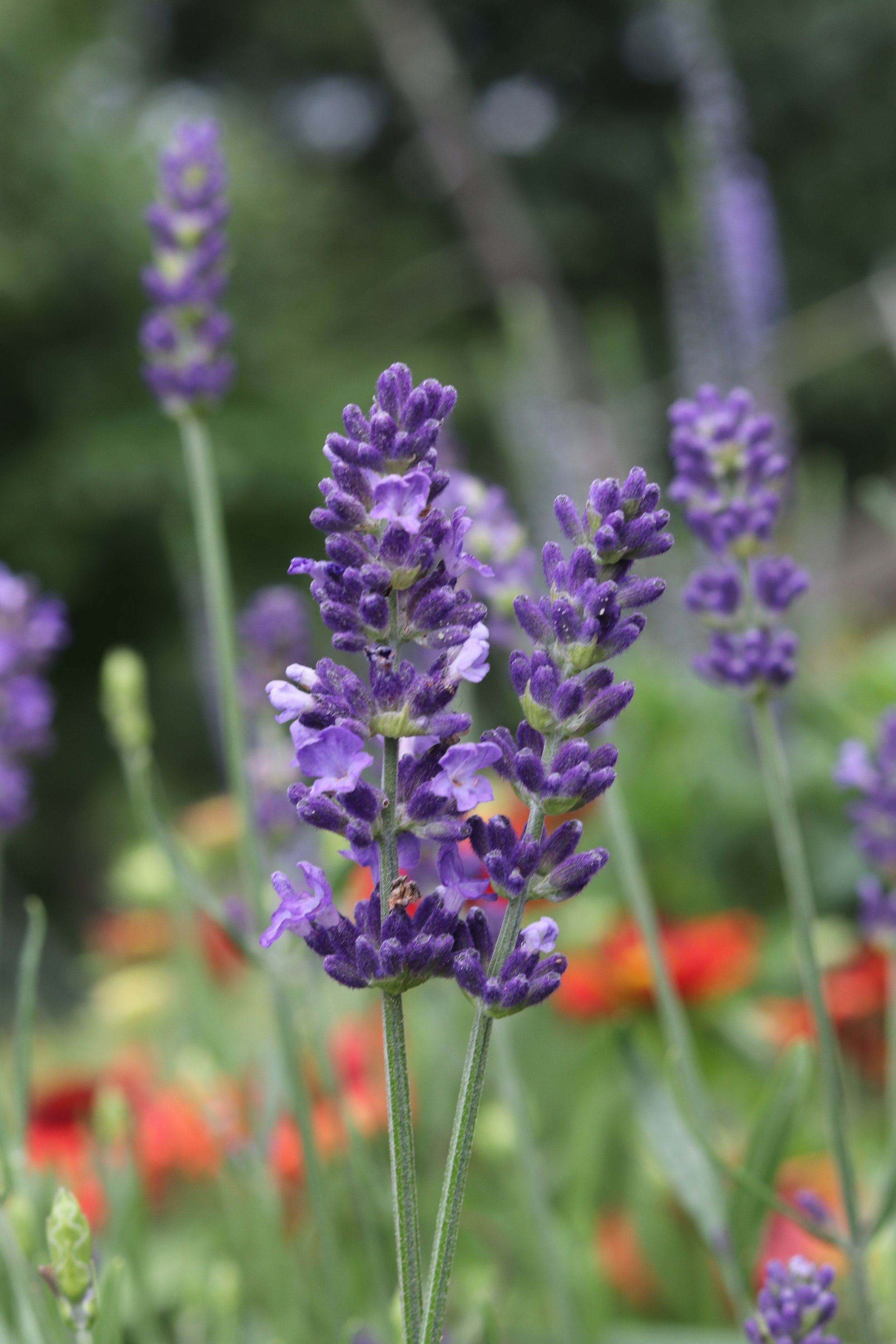Lavender, Lavendula angustifolia, Live Plant in 3–4-inch Pot