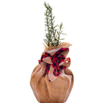 Rosemary Variety Tree | Aromatic Gift | Herb Tree | Tabletop Tree