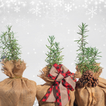 Rosemary Variety Tree | Aromatic Gift | Herb Tree | Tabletop Tree