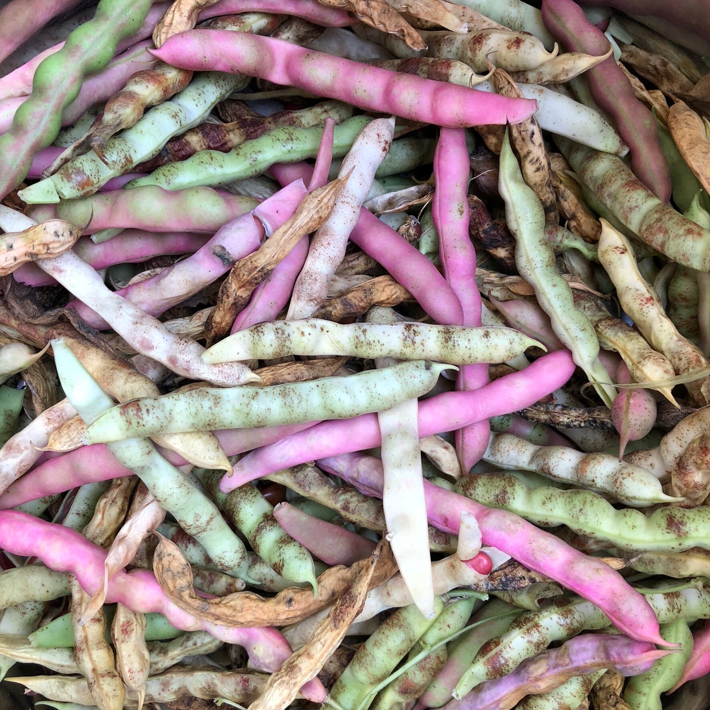 Little Red Cut Short Beans