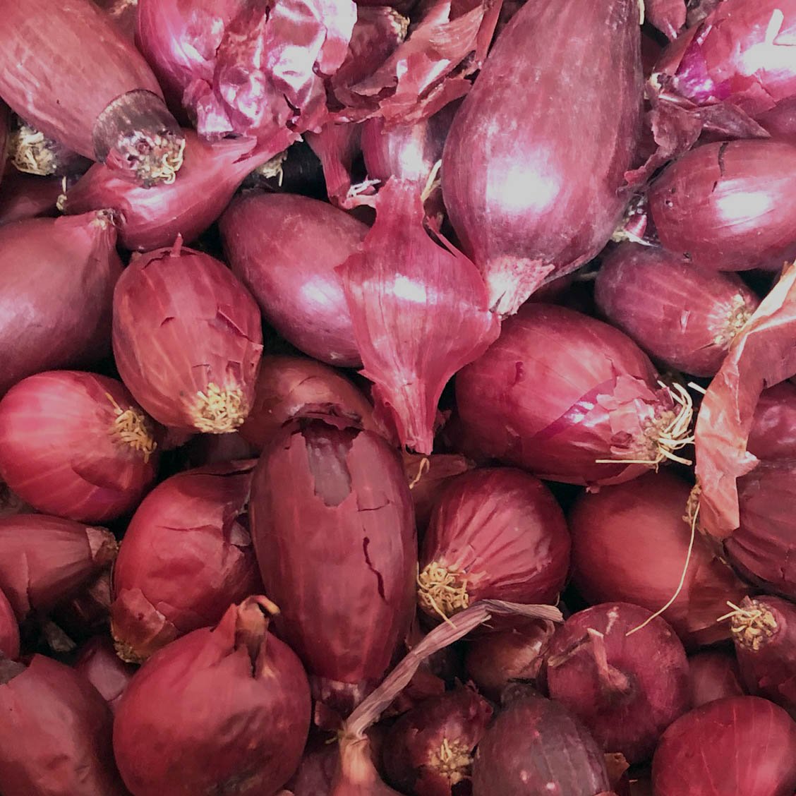 Onion Sets, Red - 50 Onion Sets for Planting