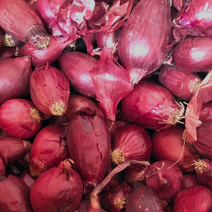 Onion Sets, Red - 50 Onion Sets for Planting