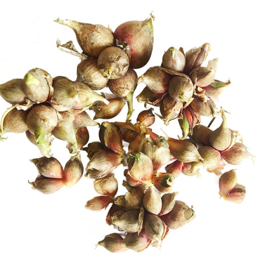 Egyptian Walking Perennial Onion (Allium x wakegi) Bulbils - 4 oz - Approximately 25 Bulbils for Planting