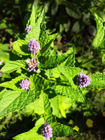 Anise Hyssop, Licorice Mint Seeds (Agastache foeniculum) 500 Seeds (0.2 grams)