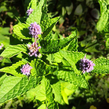 Anise Hyssop, Agastache foeniculum,  Live Plant in 3-4 inch Pot
