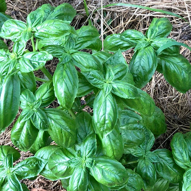 Basil , Ocimum basilicum,  Live Plant in 3-4 inch Pot