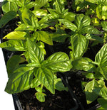 Basil , Ocimum basilicum,  Live Plant in 3-4 inch Pot