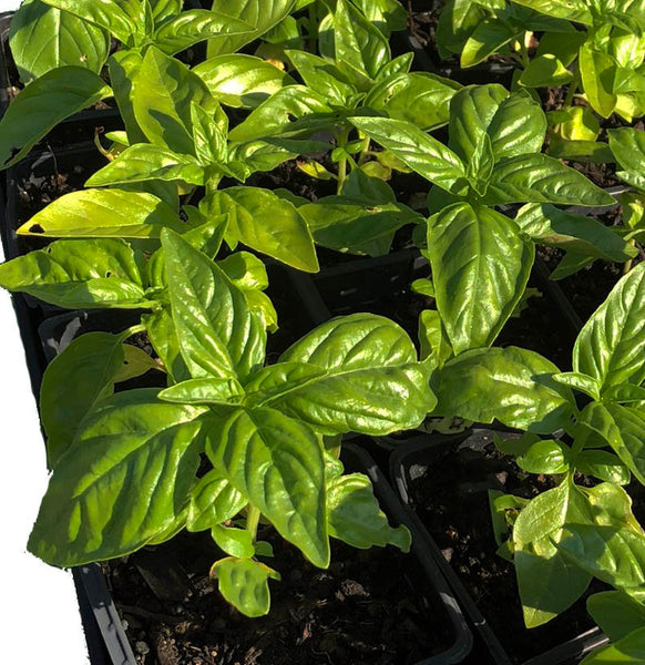 Basil Ocimum basilicum Live Plant in 3 4 inch Pot