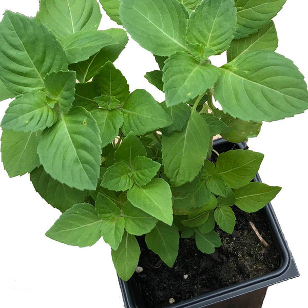 Holy Basil Plant Ocimum basilicum Holy 2 3 inch pot