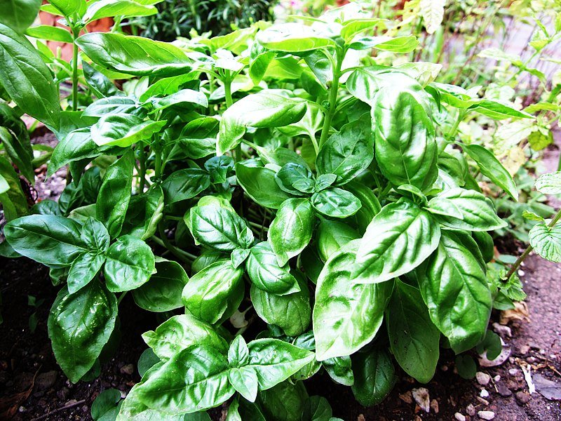 basil seeds for garden Genovese Basil Seeds (Ocimum basilicum) 500 Seeds (1 grams)