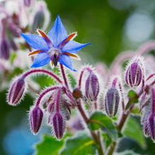 Borage Plant, (Borago officinalis) 2-3 inch pot - Edible Flowers, Companion Plant, Easy-to-Grow - Organic