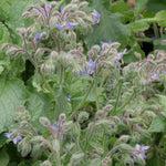 ORGANIC Borage Plant, (Borago officinalis) 2-3 inch pot - Edible Flowers, Companion Plant, Easy-to-Grow