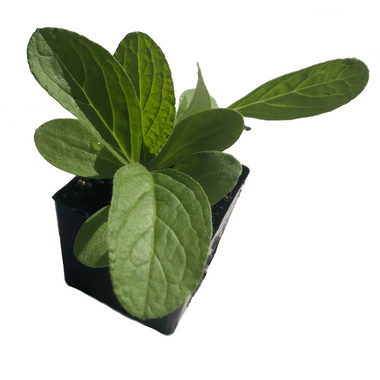 Borage Plant, (Borago officinalis) 2-3 inch pot - Edible Flowers, Companion Plant, Easy-to-Grow - Organic