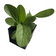 ORGANIC Borage Plant, (Borago officinalis) 2-3 inch pot - Edible Flowers, Companion Plant, Easy-to-Grow