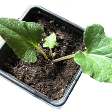 Burdock Seeds (Arctium lappa) 100 Seeds (1 grams) - Organic