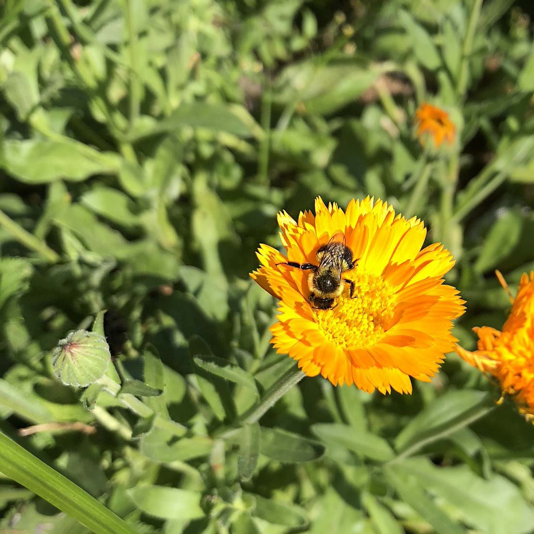 Calendula, Calendula officinalis,  Live Plant in 3-4 inch Pot | ORGANIC