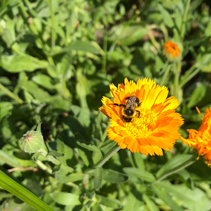 Calendula, Calendula officinalis,  Live Plant in 3-4 inch Pot | ORGANIC