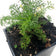 Chamomile, German, Matricaria chamomilla, Live Plant in 3–4-inch Pot | ORGANIC