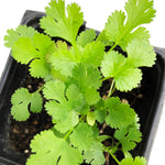 Cilantro Plant, Live Cilantro Plant, (Coriandrum sativum) in a 3–4-inch Pot | ORGANIC