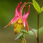 Eastern Red Columbine Plant (Aquilegia canadensis L) 2–3-inch pot - Native Perennial Wildflower Plant | ORGANIC