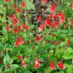 Eastern Red Columbine Plant (Aquilegia canadensis L) 2–3-inch pot - Native Perennial Wildflower Plant | ORGANIC