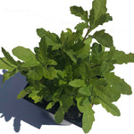 Epazote Plant, (Dysphania ambrosioides - Chenopodium ambrosioides) 2-3 inch Pot - Jesuit's Tea, Mexican Tea, payqu (paico), epazote, mastruz Herb Plant | ORGANIC