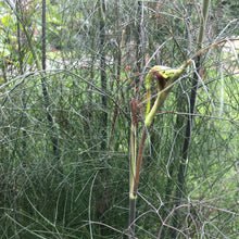 Bronze Fennel (Foeniculum vulgare 'Purpureum') Organic Plant in 2.5-inch Pot