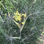 ORGANIC Bronze Fennel Seeds (Foeniculum vulgare "Purpureum") 50 Seeds (0.5 grams)