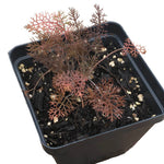 Bronze Fennel Plant, (Foeniculum vulgare "Purpureum) 2–3-inch pot | ORGANIC