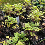 Feverfew, Tanacetum parthenium, Live Plant in 3–4-inch Pot | ORGANIC