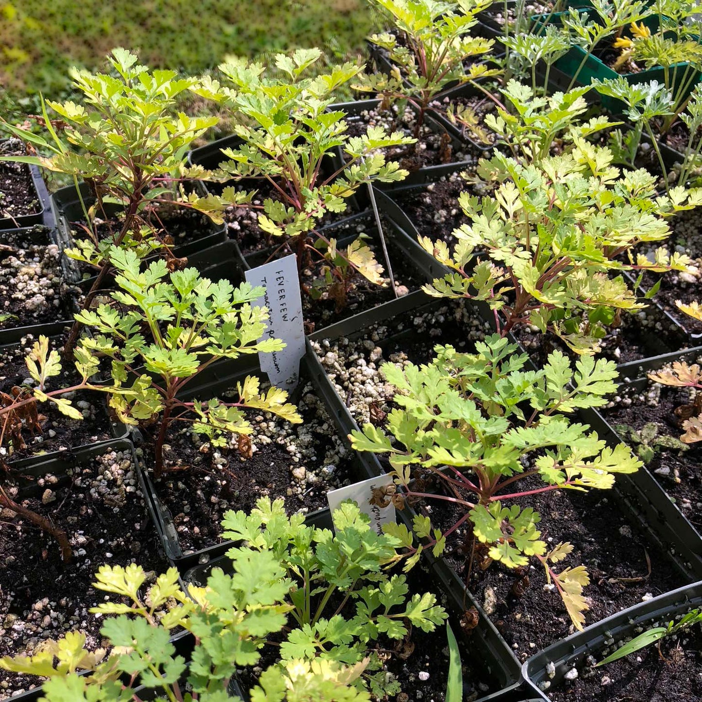 Organic Feverfew (Tanacetum parthenium) Plant in 3-inch Pot