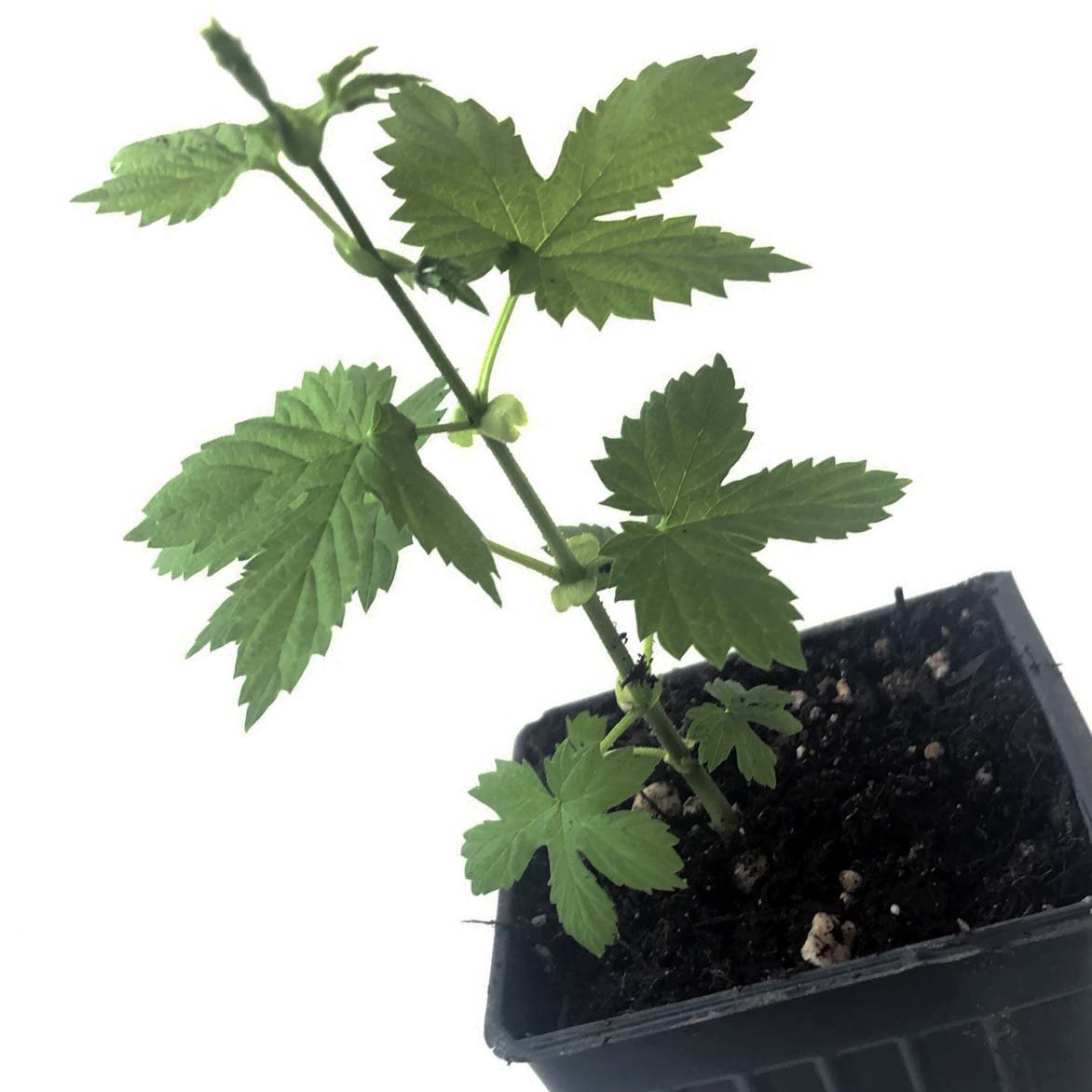 five leaf pot plant Hops, Cascade (Humulus lupulus) Five (5) Organic Plants in 2.5-inch Po – Smoke Camp Crafts