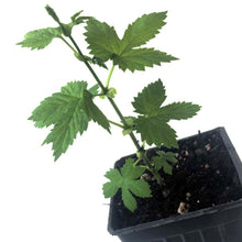 Hops, Cascade, Humulus lupulus, Live Plant in 3–4-inch Pot | ORGANIC